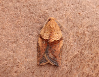 49.039 BF998 Light Brown Apple Moth Epiphyas postvittana