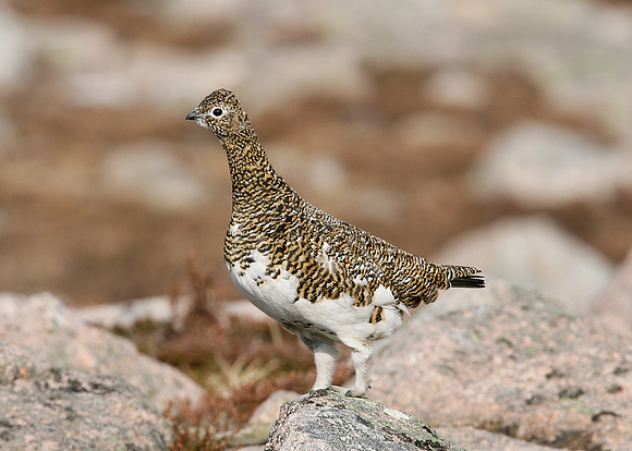 Ptarmigan Lagopus mutus