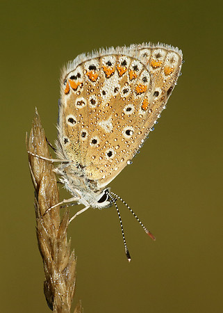 Common Blue Polyommatus icarus