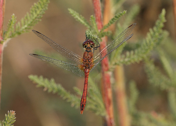 Ruddy Darter Sympetrum sanguineum