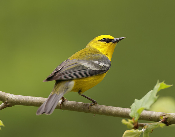 Blue-winged Warbler Vermivora cyanoptera