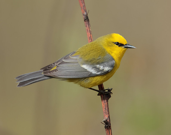 Blue-winged Warbler Vermivora cyanoptera