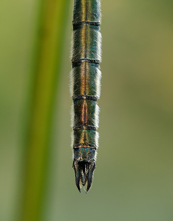 Brilliant Emerald Somatochlora metallica