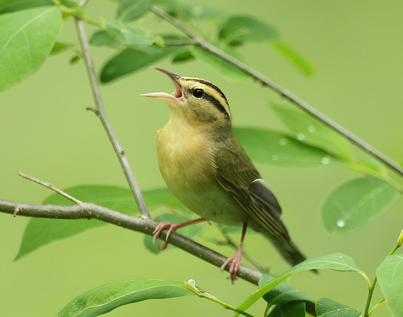Worm-eating Warbler Helmitheros vermivorum