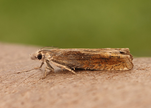 49.264 BF1202 Eucosma obumbratana
