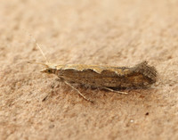 18.001 BF464 Diamond-back Moth Plutella xylostella