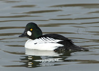Goldeneye Bucephala clangula