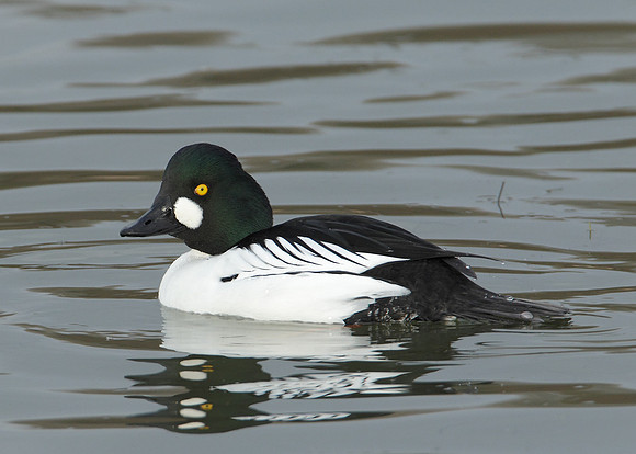 Goldeneye Bucephala clangula