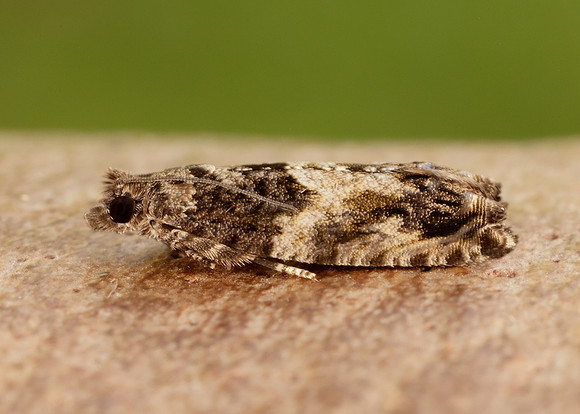 49.255 BF1138 Epinotia nisella