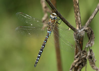 Migrant Hawker Aeshna mixta