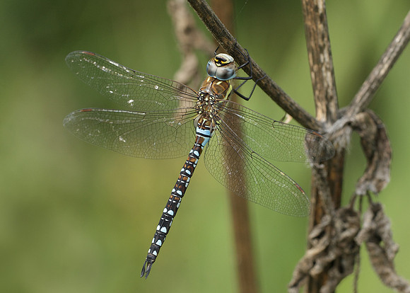 Migrant Hawker Aeshna mixta