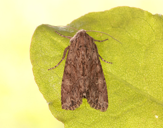 73.157 BF2333 Large Nutmeg Apamea anceps