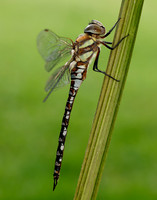 Migarnt Hawker Aeshna mixta