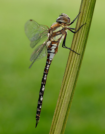 Migarnt Hawker Aeshna mixta