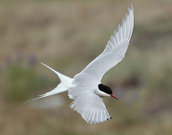 Arctic Tern Sterna paradisaea