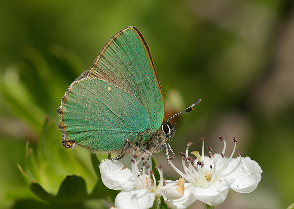 Green Hairstreak Callophrys rubi