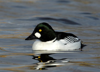 Goldeneye Bucephala clangula