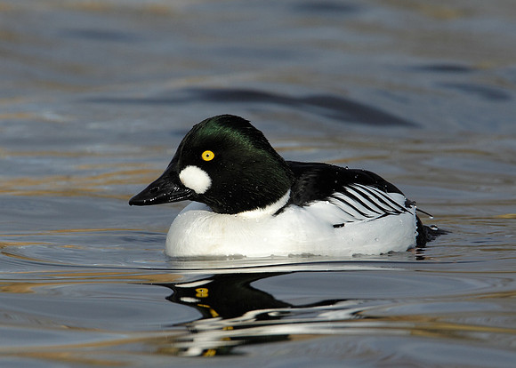 Goldeneye Bucephala clangula