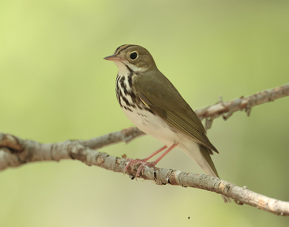 Ovenbird Seiurus aurocapilla