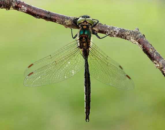 Northern Emerald Somatochlora arctica