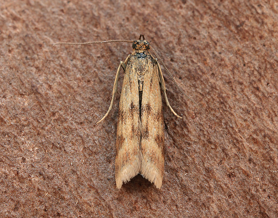 62.054 BF1481 Homoeosoma sinuella