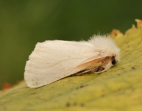 72.012 BF2029 Brown-tail Euproctis chrysorrhoea