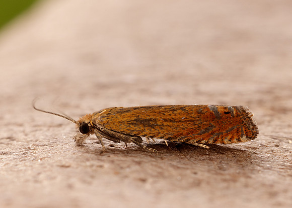 49.345 BF1219 Lathronympha strigana