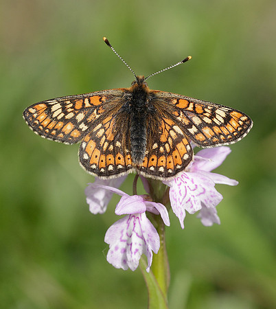 Marsh Fritillary Euphydryas aurinia