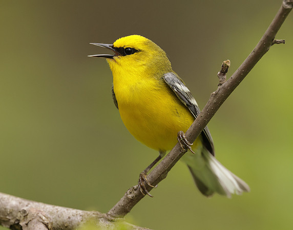 Blue-winged Warbler Vermivora cyanoptera
