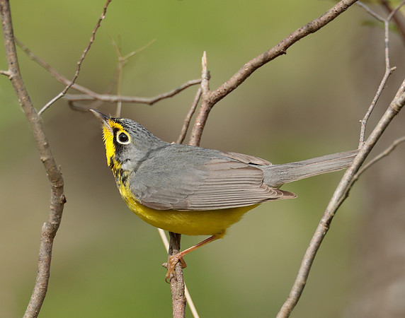 Canada Warbler Cardellina canadensis