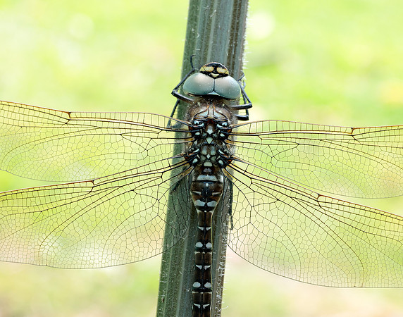 Common Hawker Aeshna juncea