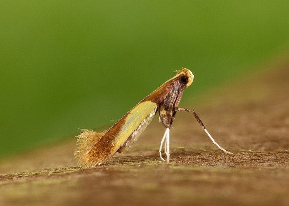 15.008 BF286 Caloptilia alchimiella