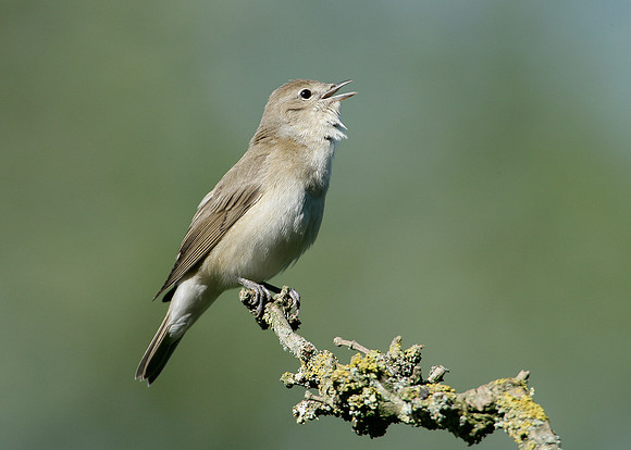 Garden Warbler Sylvia borin