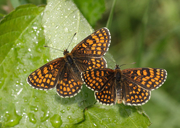 Heath Fritillary Melitaea athalia