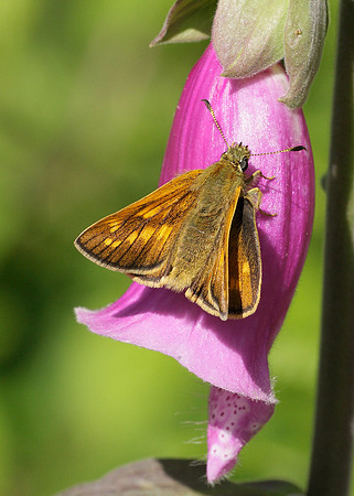 Large Skipper Ochlodes venata