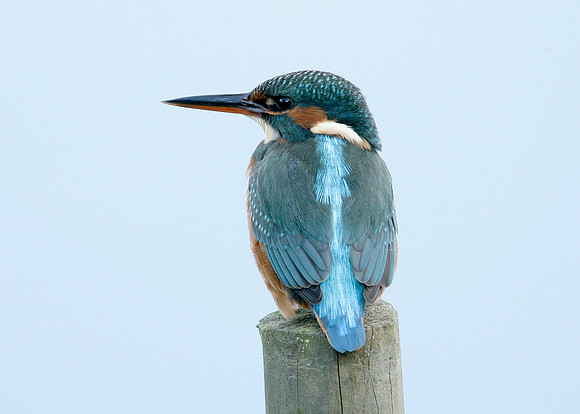 Kingfisher Alcedo atthis
