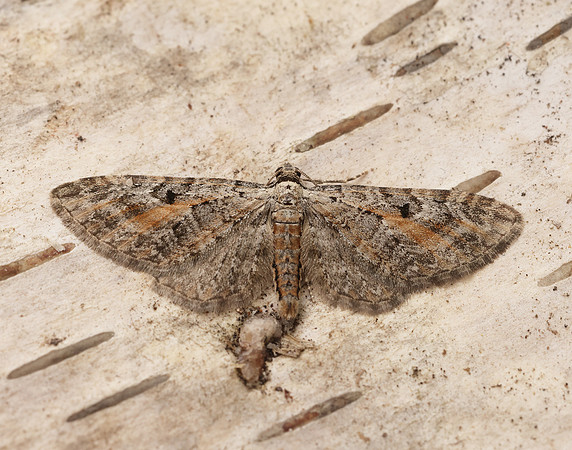 70.187 BF1838 Tawny Speckled Pug Eupithecia icterata