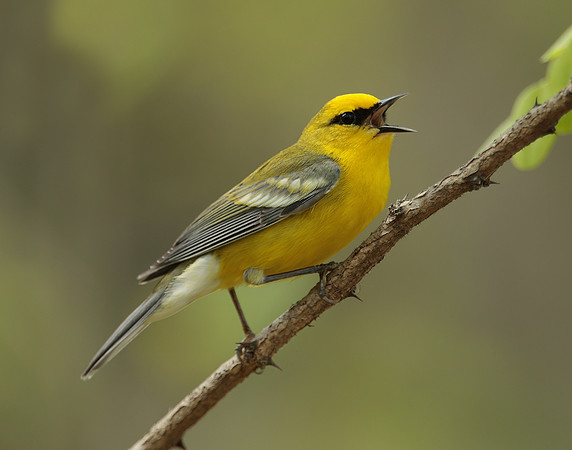 Blue-winged Warbler Vermivora cyanoptera