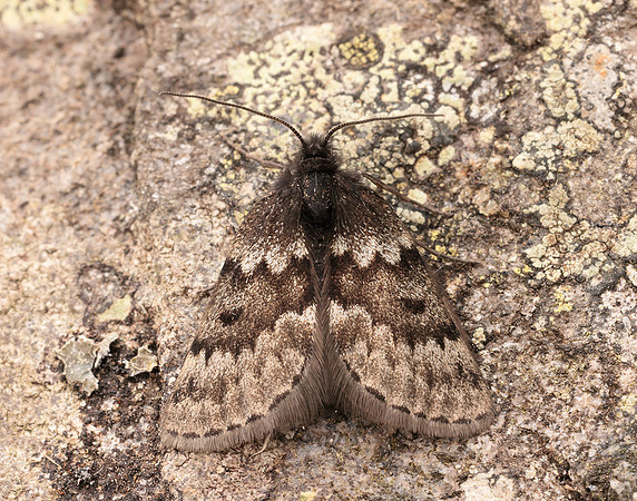 70.289 BF1965 Black Mountain Moth Glacies coracina