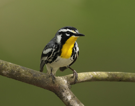 Yellow-throated Warbler  Setophaga dominica