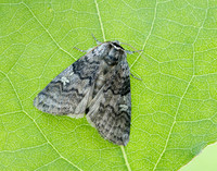 65.011 BF1655 Poplar Lutestring Tethea or