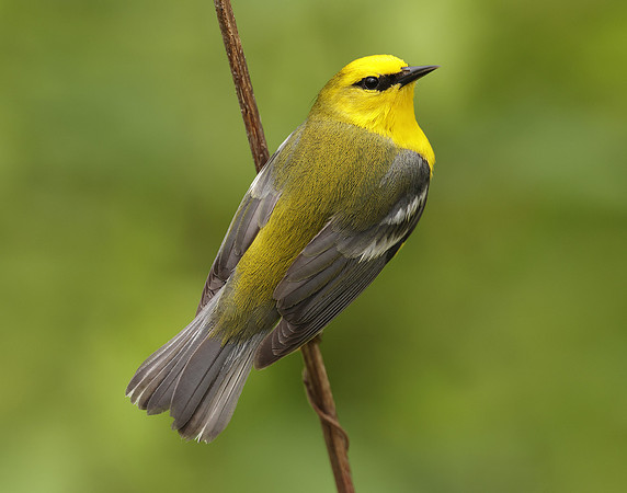 Blue-winged Warbler Vermivora cyanoptera