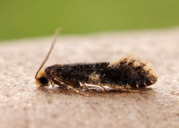 12.037 BF228 Monopis weaverella