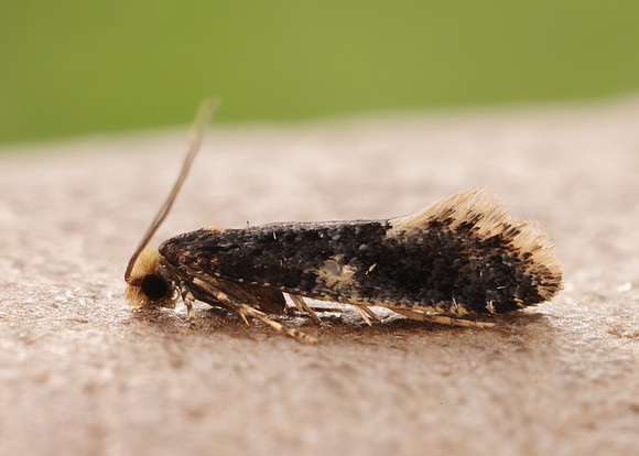 12.037 BF228 Monopis weaverella