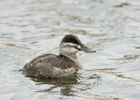 Ruddy Duck Oxyura jamaicensis