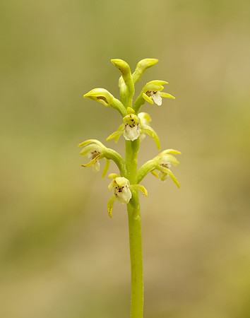 Coralroot Orchid Corallorhiza trifida