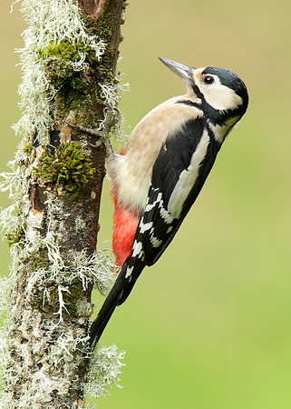 Great Spotted Woodpecker Dendrocopus major