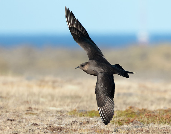Arctic Skua Stercorarius parasiticus