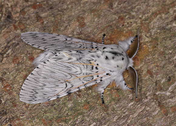 71.003 BF1995 Puss Moth Cerura vinula