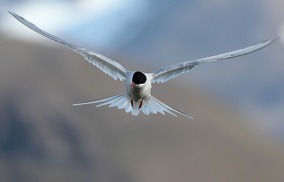 Arctic Tern Sterna paradisaea